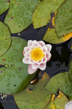 水百合