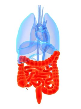 突出的腸子