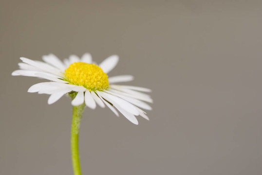 雛菊花