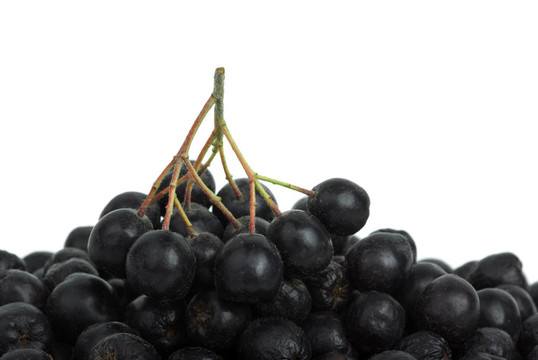 在頂部的漿果黑chokeberry群樁