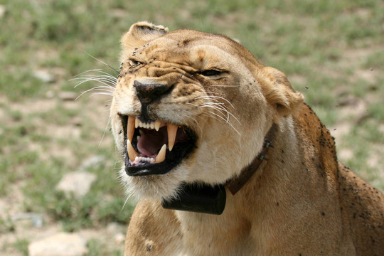 母獅子-塞倫蓋蒂野生動物園；坦桑尼亞；非洲