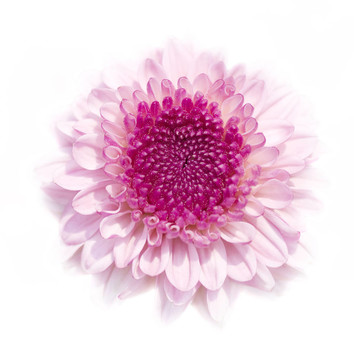 菊花。