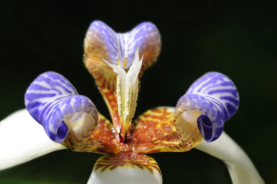 紫蕊花