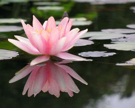 浮動的睡蓮