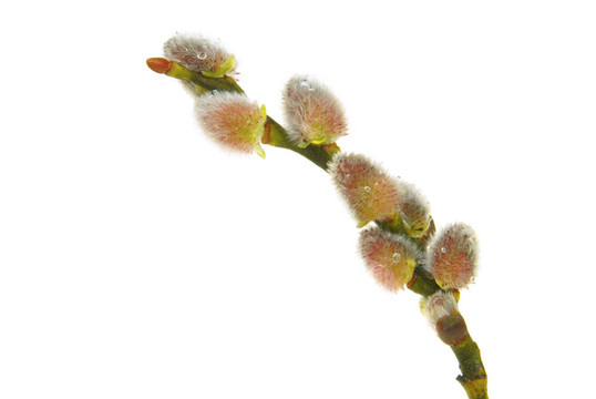 catkin 06
