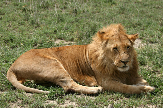 雄獅-塞倫蓋蒂野生動物園；坦桑尼亞；非洲