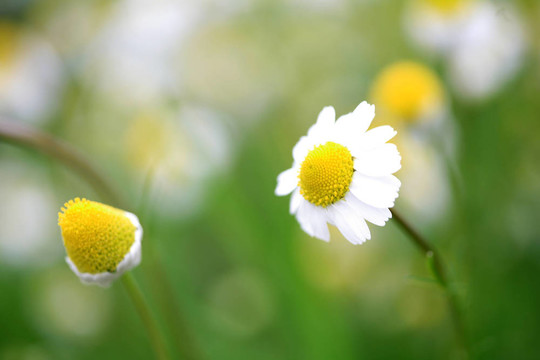 雛菊