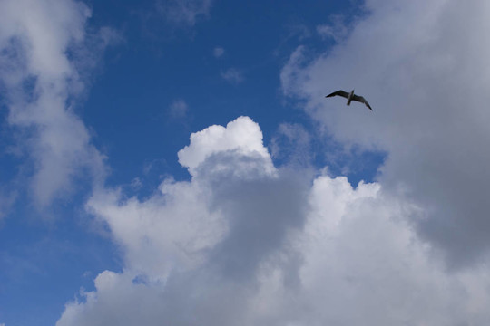 自由如鳥(niǎo)；在天空中飛翔