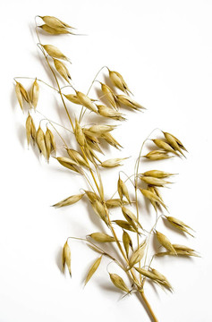 Oat2
