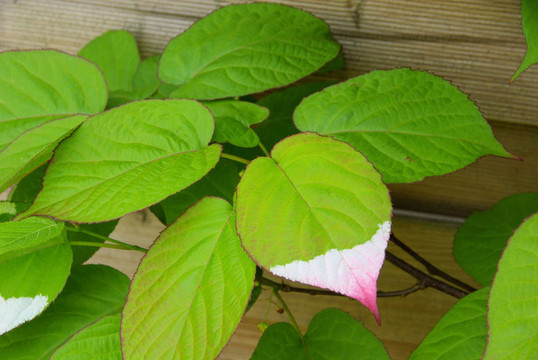 Actinidia kolomikta 06