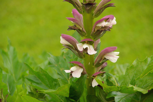 Acanthus mollis 04