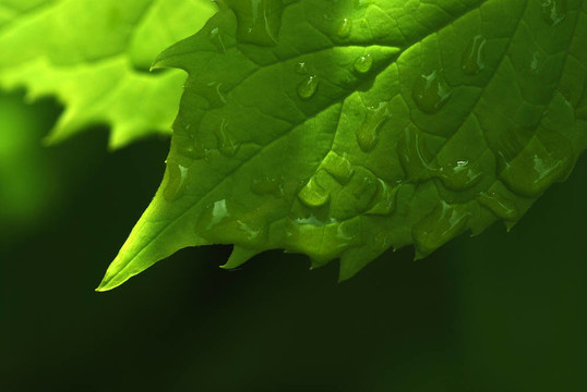 葉的雨滴