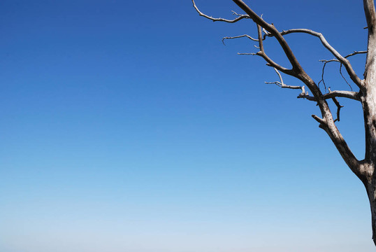 死樹