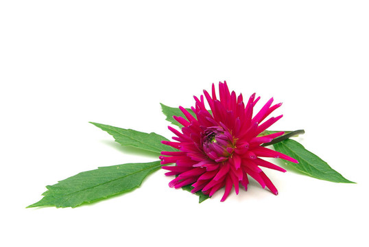 Dahlia 13