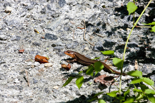 Brown Lizard墻