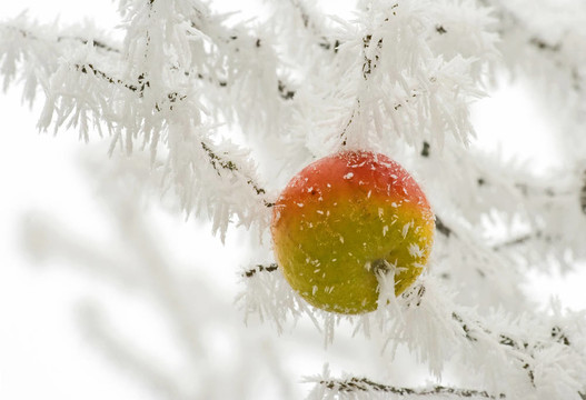 雪白的蘋果