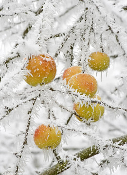 雪白的蘋果