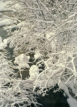 雪的樹枝