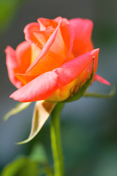 花園里的玫瑰