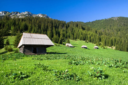 高山草甸景觀