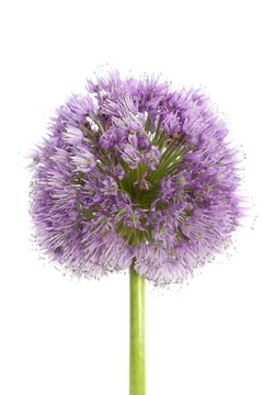 洋蔥紫色花白色宏觀細(xì)節(jié)