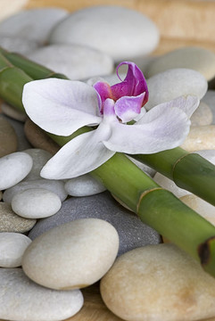 蘭花和竹子