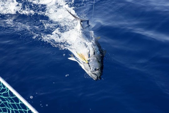 藍(lán)鰭金槍魚地中海捕魚和釋放
