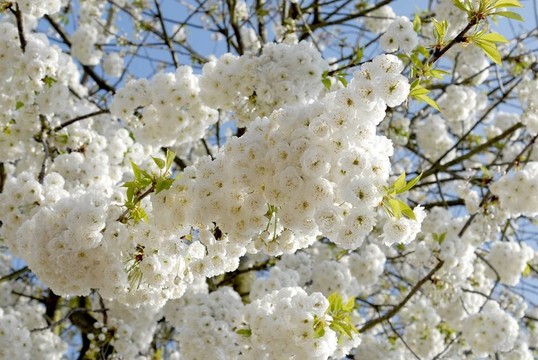 一棵開(kāi)花的樹(shù)