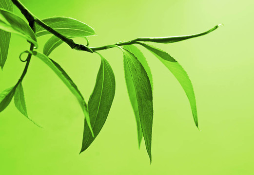 關(guān)閉新鮮綠色樹葉