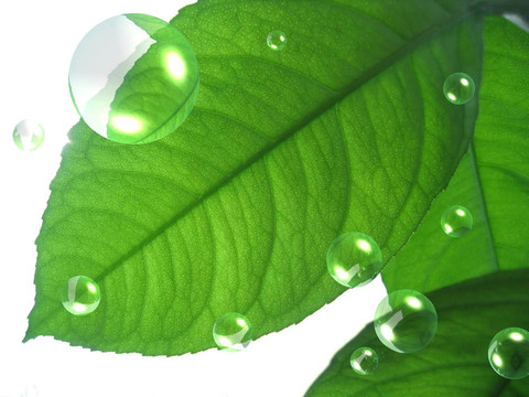 用抽象氣泡封閉綠葉
