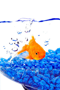 有泡沫和藍(lán)色巖石的碗里的金魚
