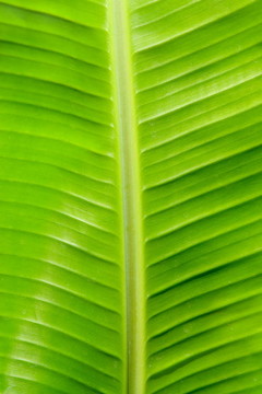 香蕉葉