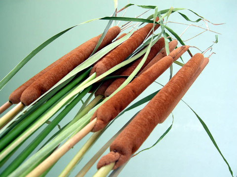 Bullrush水植物