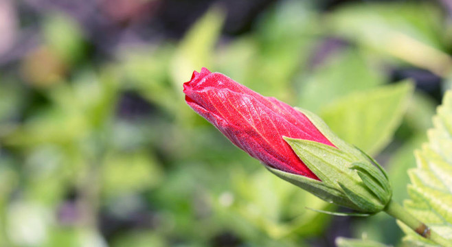 木槿芽