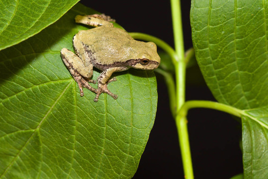 應(yīng)付Gray Tree frog