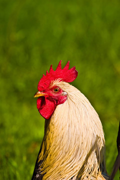 野生鳥(niǎo)類