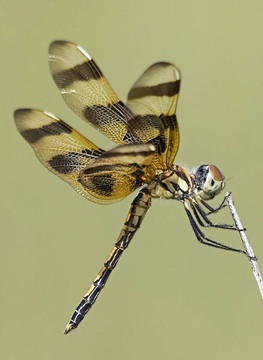 萬圣節(jié)旗（Celithemis eponina）
