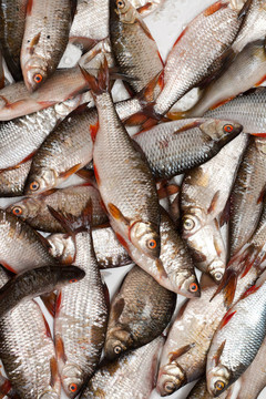鱗魚