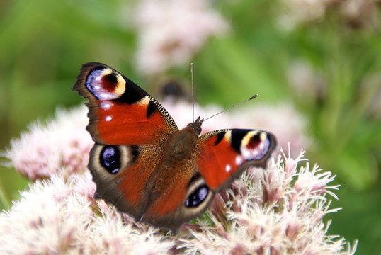 孔雀蝶（Inachis io）