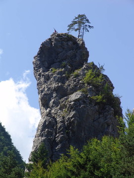 針