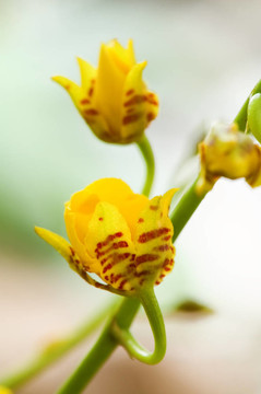 黃色的蘭花