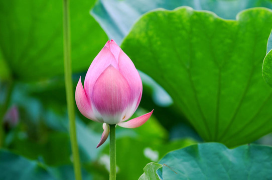 荷花和花蕾