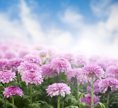 菊花