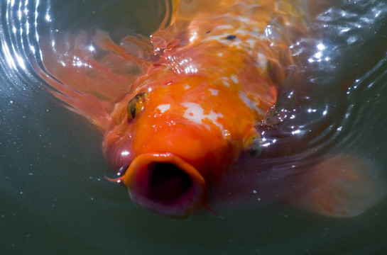 金色的魚(yú)