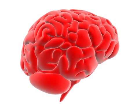 人類的大腦