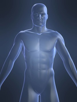男性身體形態(tài)