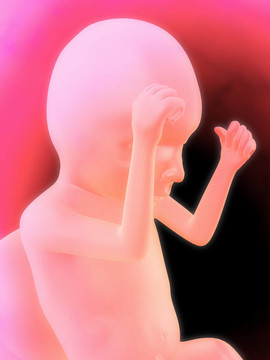 人胎兒