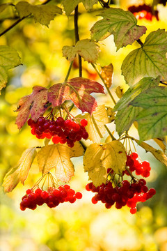 Guelder Rose和雪球樹