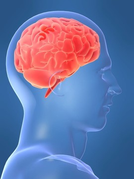 人類的大腦