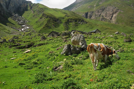 高山牧場(chǎng)